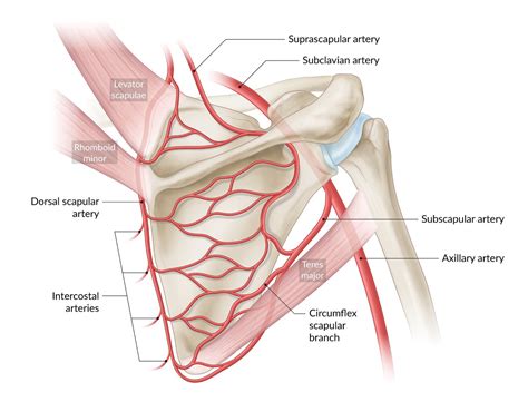 Subscapular Artery Branches