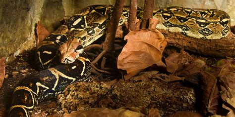 Boa constrictor | Smithsonian's National Zoo and Conservation Biology ...