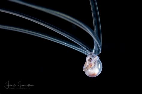 Veliger Larva of a Marine Gastropod