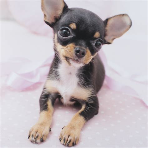 7 Things that Make Chihuahua an Amazing Breed - Animalso