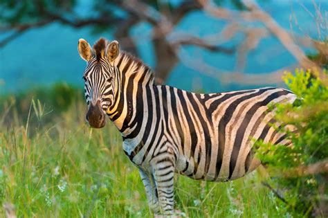 Striped Mammals