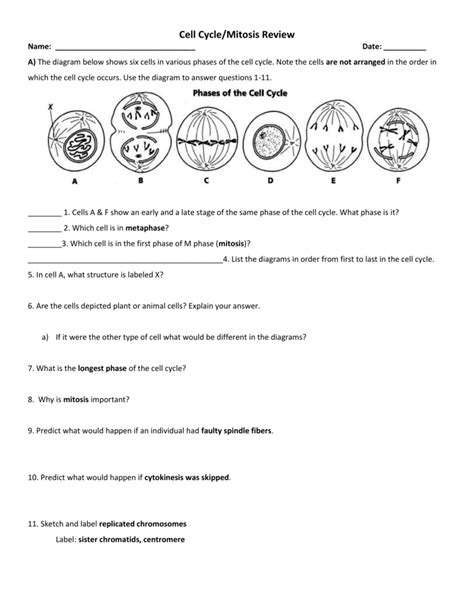 Cell Cycle And Mitosis Worksheet – Englishworksheet.my.id