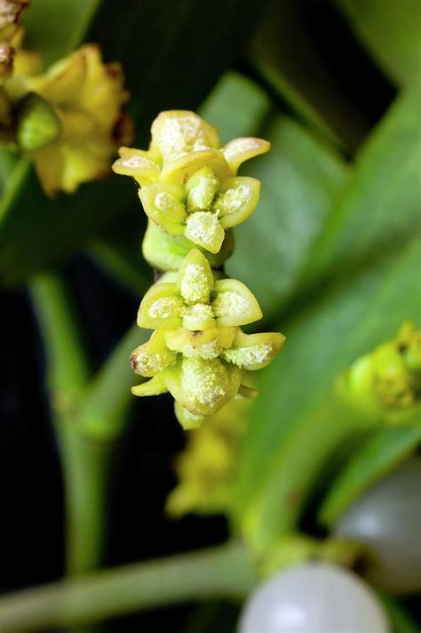 Male Mistletoe (viscum Album) Flowers Photograph by Dr Jeremy Burgess ...