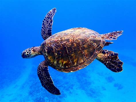 sea turtles on Maui Facts | Sea turtle facts, Sea turtle, Turtle facts