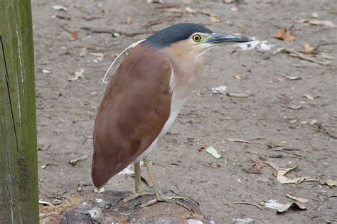 Nankeen Night-Heron (Nycticorax caledonicus) breeding plumage