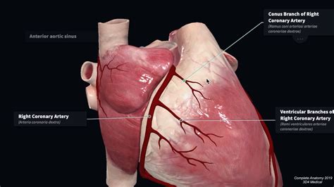 Coronary Artery Anatomy | Blood Supply to the Heart | Geeky Medics