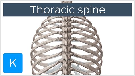 Thoracic Spine - Definition & Components - Human Anatomy | Kenhub - YouTube