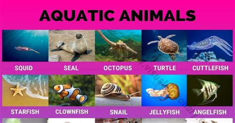 Aquatic Animals Wonderful List Of 35 Aquatic Animals For Students ...