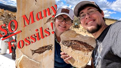 We Found HUNDREDS of Fish Fossils! Digging for Phenomenal Fossil ...