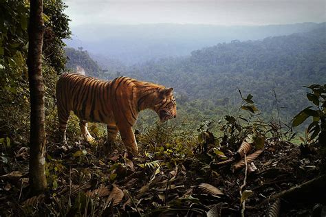 Sumatran tigers fall 17 per cent and have just two strongholds | New ...