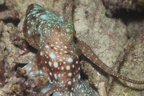 Octopus Facts: Habitat, Behavior, Diet | Octopus facts, Saltwater fish ...