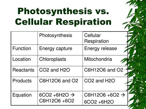 Difference Between Photosynthesis And Cellular Respiration Equation