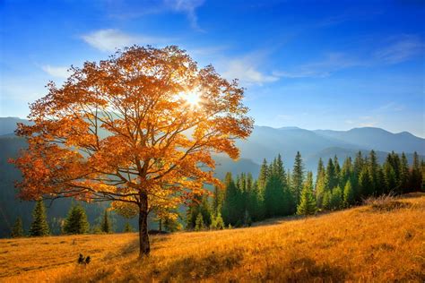 Download Forest Mountain Fall Nature Tree HD Wallpaper