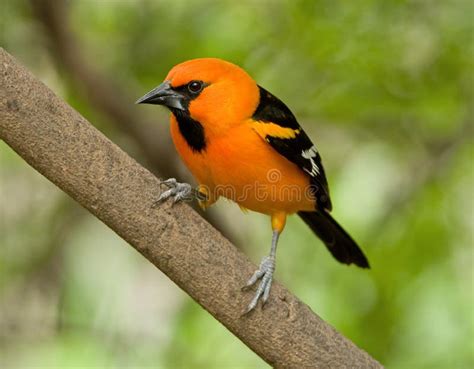 Altamira Oriole stock image. Image of passerine, nature - 68327083