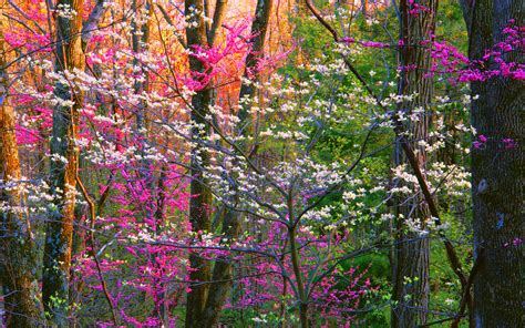 Spring Forest Trees Wallpaper,HD Nature Wallpapers,4k Wallpapers,Images ...