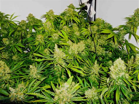 Best Strains For Successful Sea Of Green Cannabis Growing