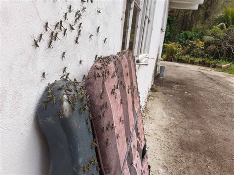 Economist – Use safe methods to control locusts - CNC3