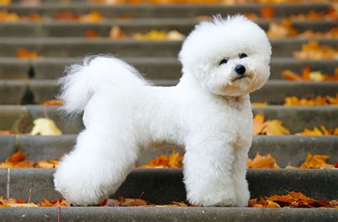 What Do Bichon Dogs Look Like