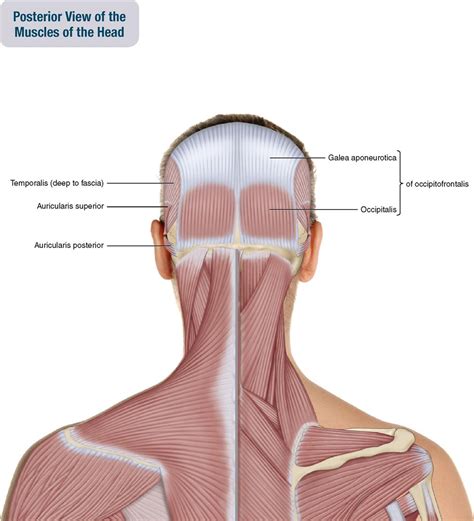 9. Muscles of the Head | Musculoskeletal Key