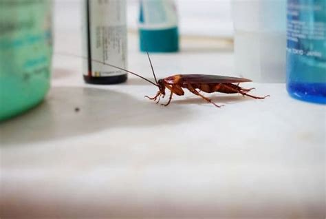 DIY Cockroach Extermination - Pest Control Burlington