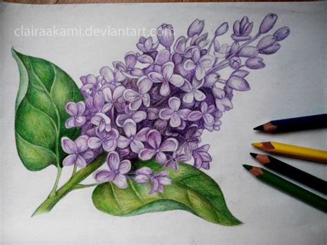 How To Draw A Lilac at How To Draw