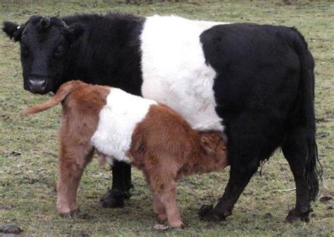 Mini Cows Are Packed With Compact Cuteness | Miniature cattle ...