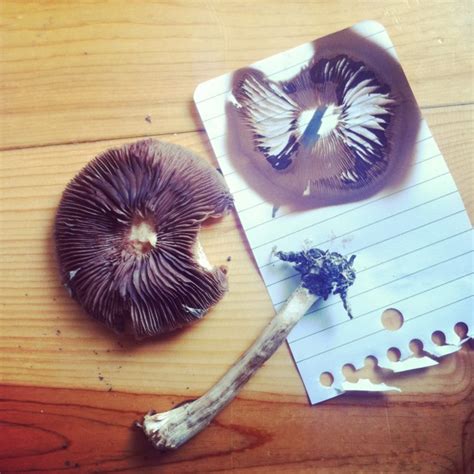 The Ultimate Guide to Making and Collecting Mushroom Spore Prints