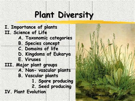 PPT - Plant Diversity PowerPoint Presentation, free download - ID:6580259