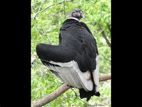 Vulture - Andean Condor Information for Kids