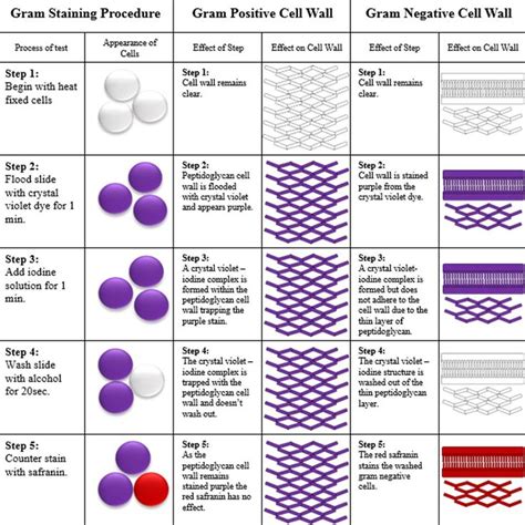 Science ABC | Microbiology, Medical laboratory science, Cell wall