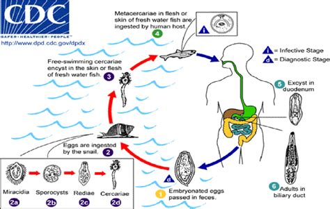 Life cycle of Clonorchis sinensis. | Download Scientific Diagram