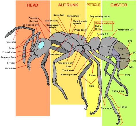 Ant Body Parts Labeled