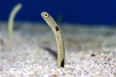 Spotted Garden Eel Pictures - AZ Animals