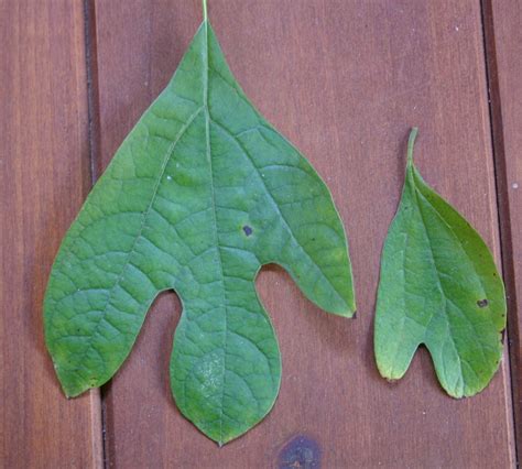 Sassafras Tea- Drink/Identification | Walter Reeves: The Georgia Gardener