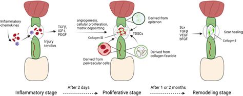 Frontiers | Comparison of Tendon Development Versus Tendon Healing and ...