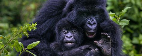 2 days Rwanda Gorilla Trekking Safari | Rwanda Gorilla Trekking | Rwanda