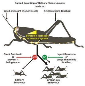 Locust swarm: How is it formed? - Electrical e-Library.com