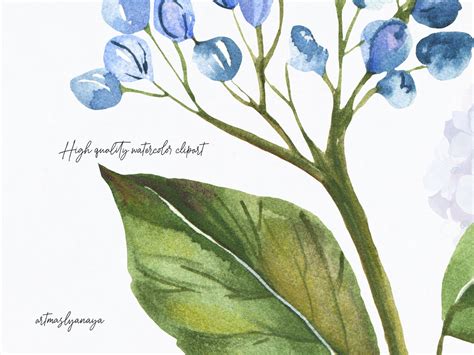 Watercolor Hydrangea Clip Art PNG for Instant Download. - Etsy