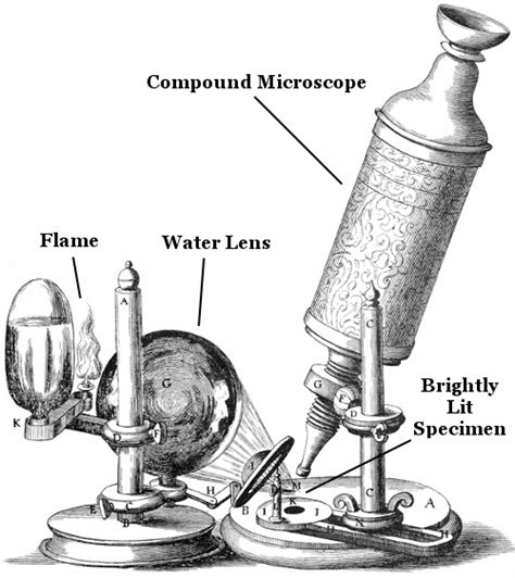 Robert Hooke - Biography, Facts and Pictures | Robert hooke, History of ...