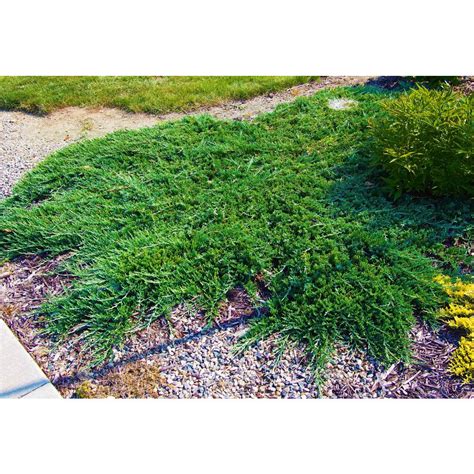 Online Orchards 1 Gal. Broadmoor Juniper Shrub Excellent Evergreen ...