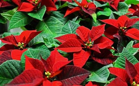 Should you feed a poinsettia? - Gardening Channel