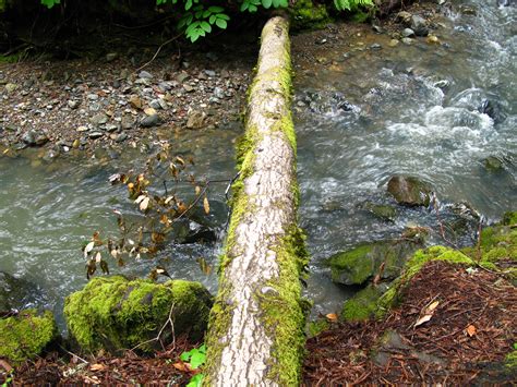 Mossy Log Bridge Free Stock Photo - Public Domain Pictures