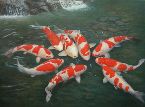 koi aquarium fish koi koi koi la de koi coy koi koi fish fish koi koi