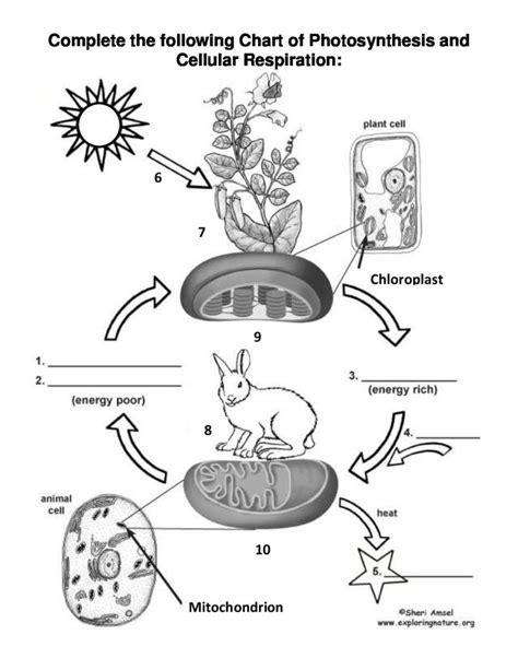 Photosynthesis And Respiration Worksheets