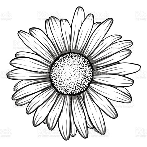 beautiful monochrome, black and white daisy flower isolated. for ...