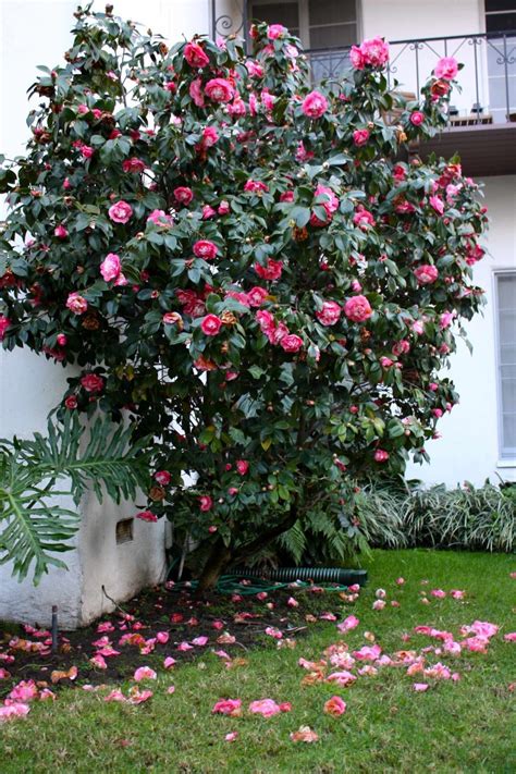 Pin by ༺ Fátima Coelho ༻ on ༻﻿•*♡ Camellia Garden ༻﻿•*♡ | Front garden ...