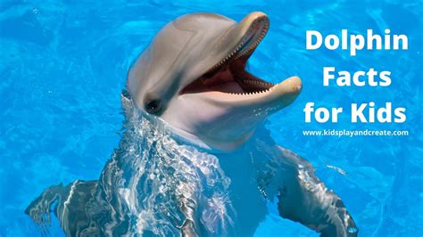 Fun Dolphin Facts for Kids | Kids Play And Create