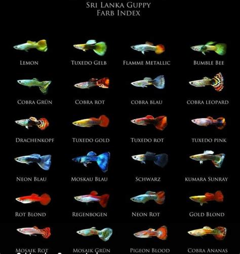 Guppy Fish Types & Species - Color Variants Diagram | Freshwater ...