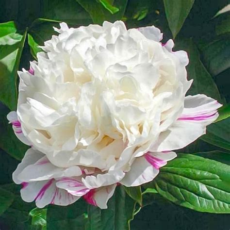 Buy Eskimo Pie Peony Online | White Peonies | Breck's