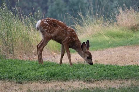 Rice Bran Proves Beneficial to Deer Health